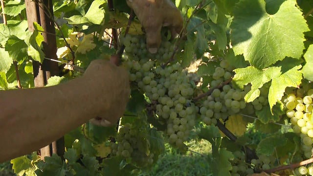 1128-en-eoeprosecco-doane-1985919-640x360.jpg 