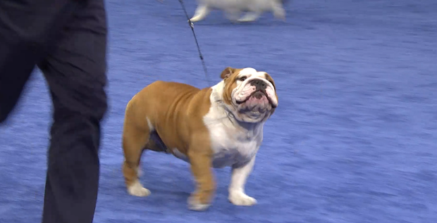 thor-bulldog-best-in-show-2019.png 