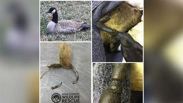 gold-country-wildlife-rescue-injured-goose.jpg 