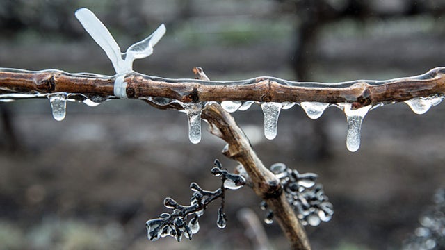 freeze-vineyard.jpg 