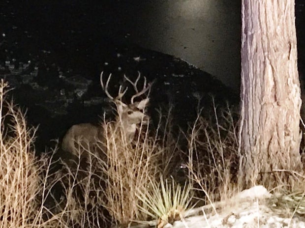 Colo Sprgs Buck In Lake 2 (CPW SE Region)
