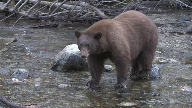 1130-sunmo-nature-bearvsfish-1986512-640x360.jpg 