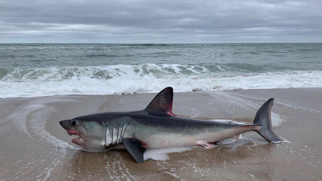 shark-marconi-beach.jpg 