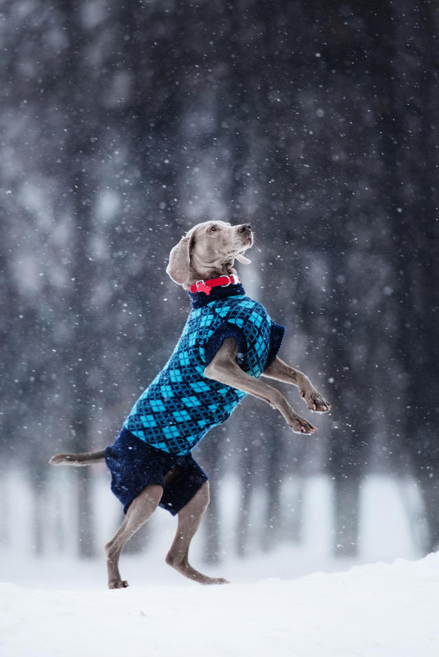 Denver Broncos Dog Puffer Vest