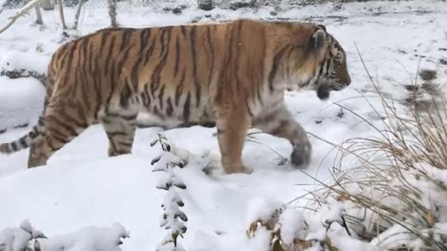 amur-tiger.jpg 