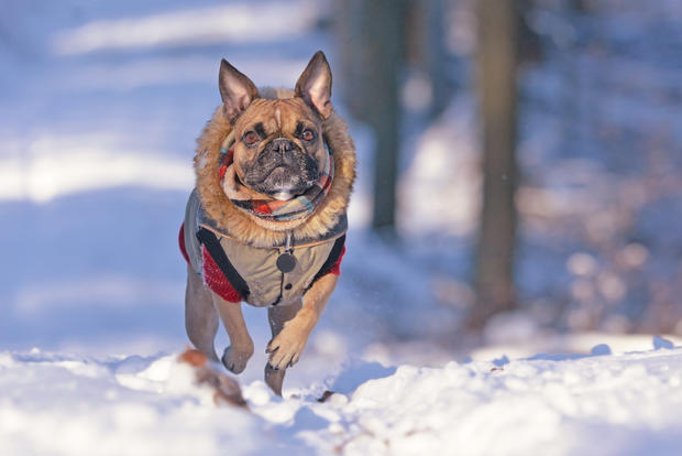 Action shot of a brown French Bulldog dog running towards camera while wearing thick warm winter clothes with coat, scarf and pullover in forest covered in snow 