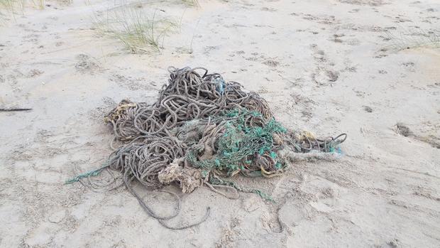 Fishing Nets found in Sperm Whale 