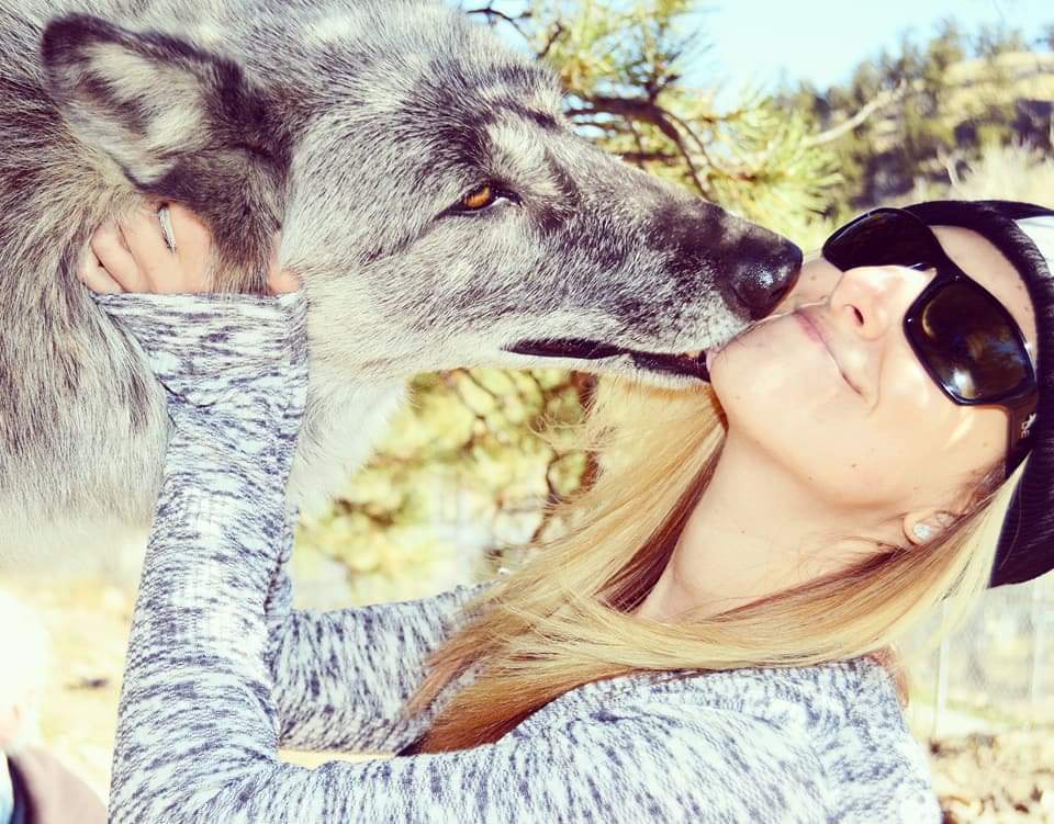 Wolves From Closing Sanctuary Will Move To Rescue That Helps Veterans