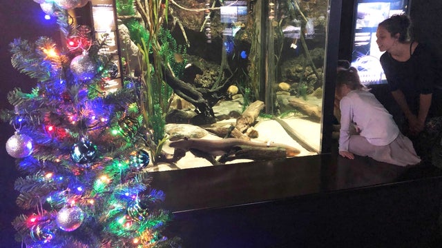 Miguel-Wattson-Electric-Eel-Tree-Lit-1-5.jpg 