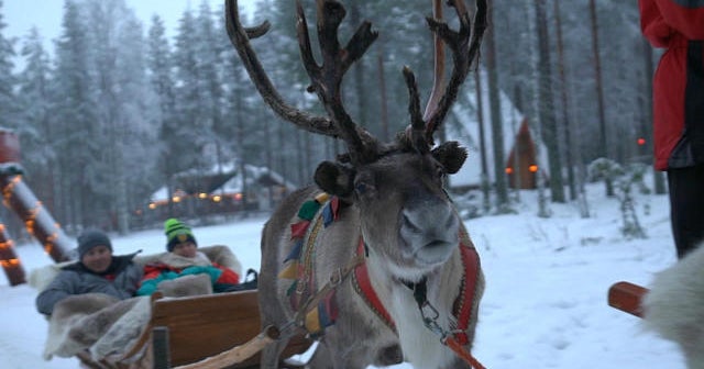 Reindeer near Santa's hometown need help to survive climate change
