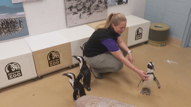 Stephanie Hollister DENVER ZOO BIRDKEEPER 5PKG_frame_667 