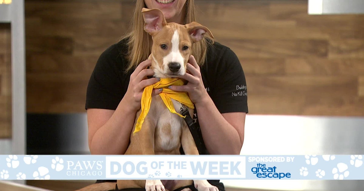 PAWS Dog Of The Week: Carington - CBS Chicago