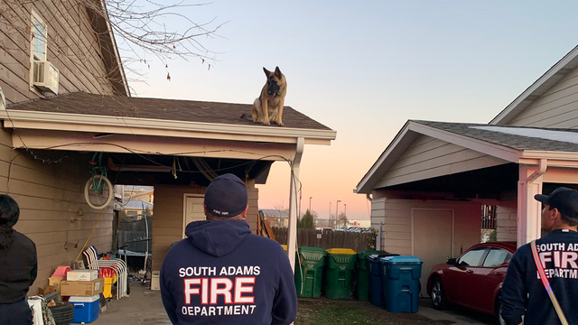 Dog-Stuck-On-Roof-1-South-Adams-Fire-tweet-1.png 