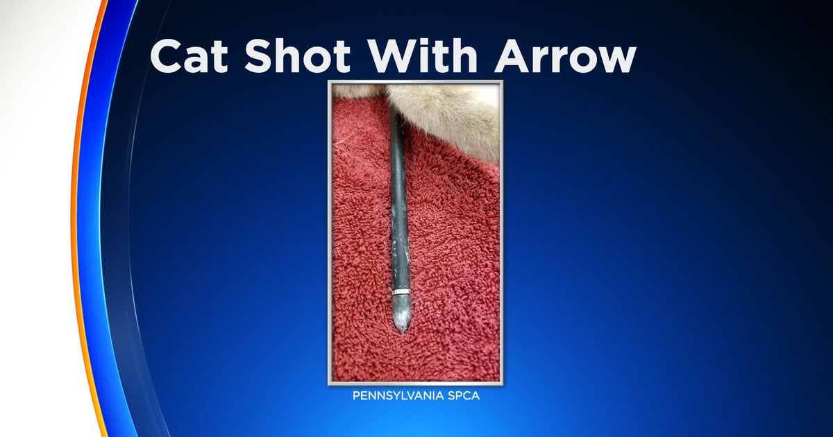 Pennsylvania SPCA Searching For Whoever Shot Cat With Arrow, Left It To