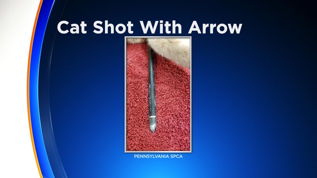 west philadelphia cat shot