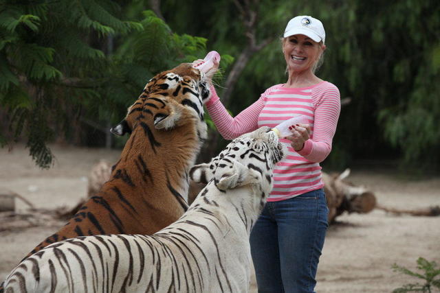 Tiger attack: 2 roughhousing tigers injure Patty Perry at Southern  California animal sanctuary - CBS News