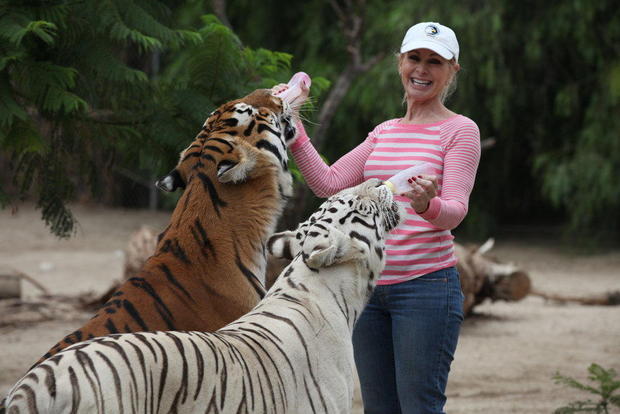 Moorpark Woman Recovering After Being Attacked By Tigers At Animal Sanctuary 