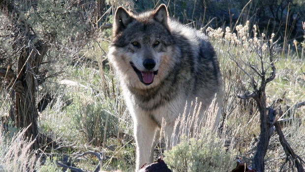 Wild Gray Timber Wolf Canis lupus Yellowstone National Park 
