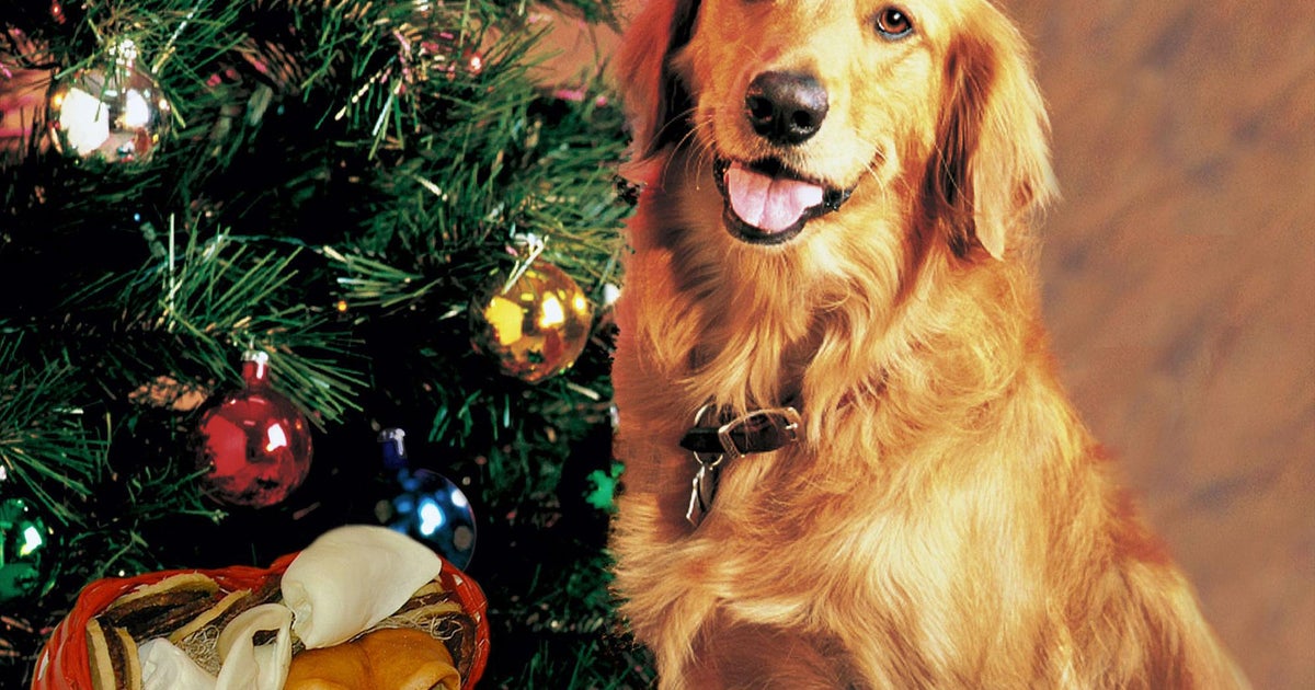 Christmas Food items Your Pet dog Really should Under no circumstances Consume