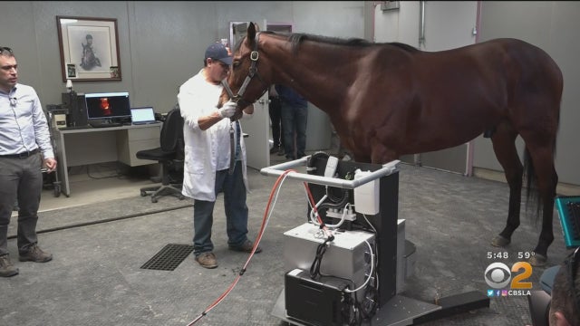 Horse-Scanner.jpg 