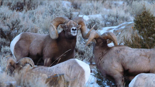 1214-sunmo-bighornsheepmontana-1994089-640x360.jpg 