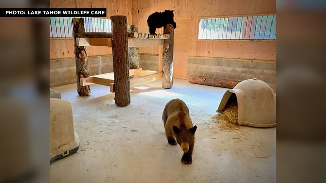 bears-tahoewildlifecare.jpg 