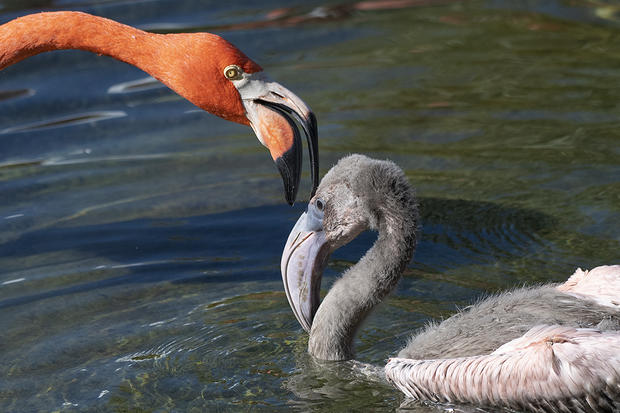 Zoo Miami Juvenile Flamingo 