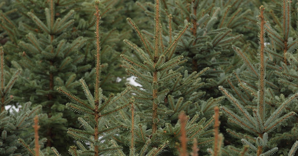 Pluto TV surprises shoppers with free Christmas trees in Elkridge CBS