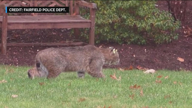 Fairfield-bobcat.jpg 