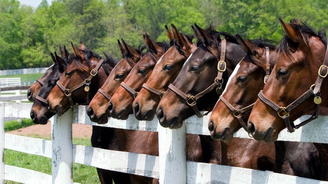 Thoroughbred Horses on Farm 