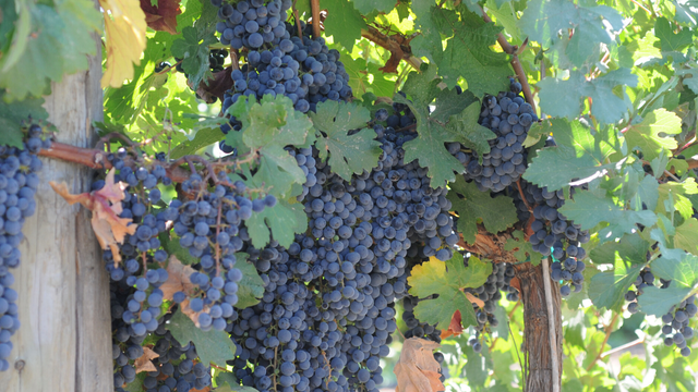 UCD-WINE-GRAPES.png 