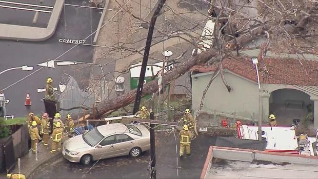 Person Trapped After Tree Topples Onto Building, Downs Power Lines In Echo Park 