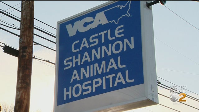 castle-shannon-animal-hospital-.jpg 