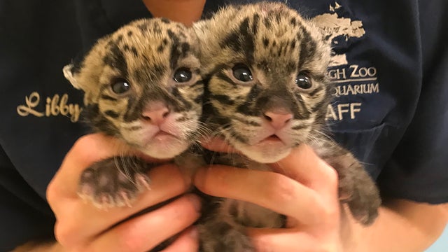 pittsburgh-zoo-twin-clouded-leopard-cubs.jpg 
