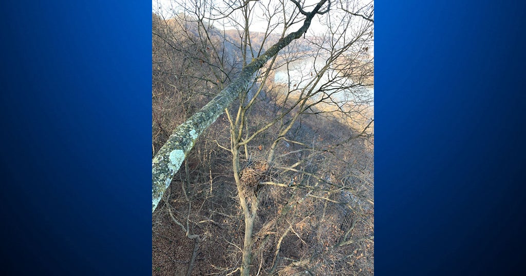New Camera Installed Above Bald Eagle Nest In Hays - CBS Pittsburgh