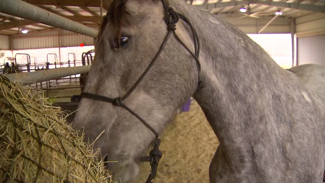 Wild mustangs adopted by Lewisville ISD FFA students 