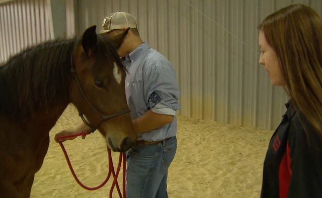 Wild mustangs adopted by Lewisville ISD FFA students 