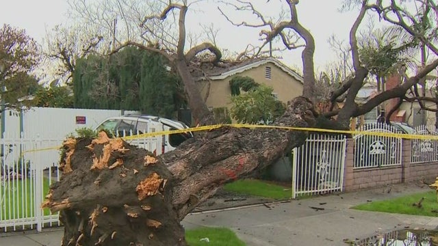 Lynwood-tree-down.jpg 