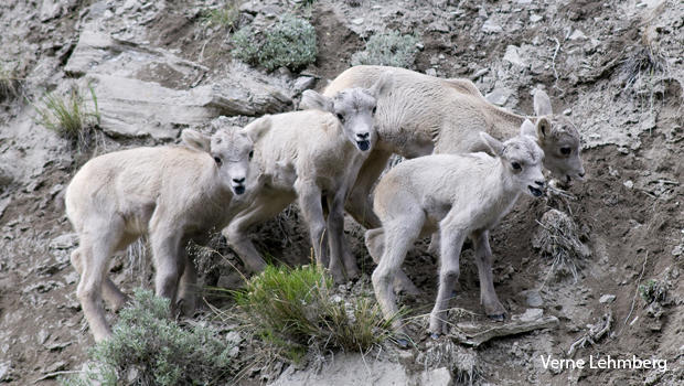 a-group-of-bighorn-lambs-resting-on-a-cliff-side-after-a-game-of-chase-verne-lehmberg-620.jpg 