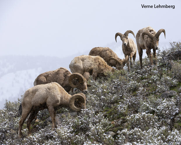 a-group-of-male-bighorns-grazing-during-a-late-spring-snow-verne-lehmberg-620.jpg 