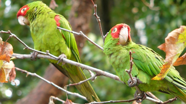 Red-masked-Parakeet-.jpg 