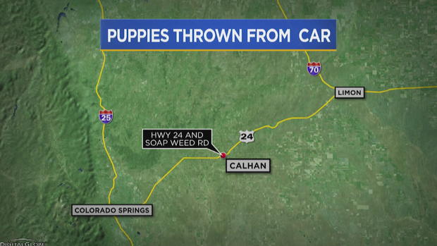 MORE PUPPIES THROWN FROM CAR 10MAP.transfer_frame_711 