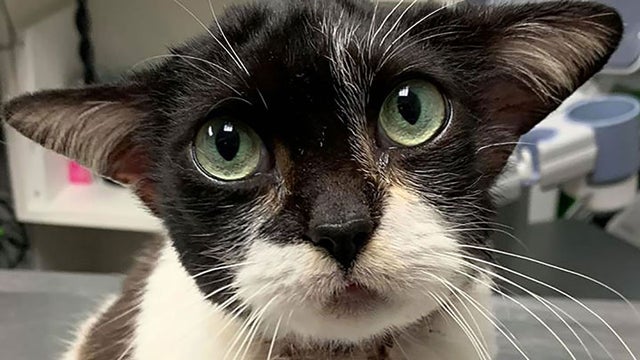babyyodacat2.jpg 