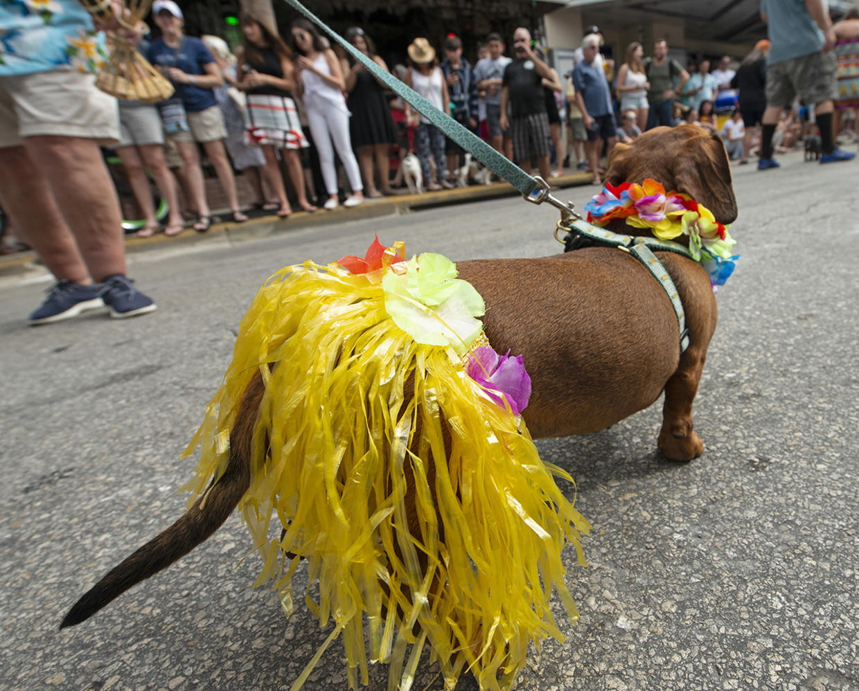 2019 Key West Dachshund Walk