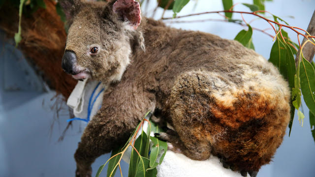 A burnt koala named Anwen 