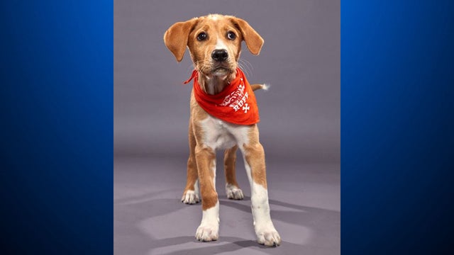 kennypuppybowl2019.jpg 