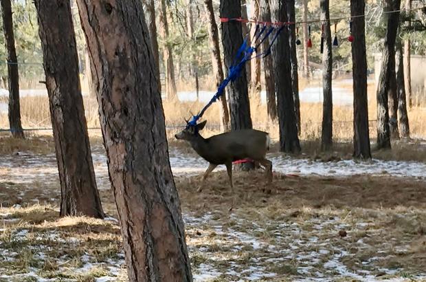 deer stuck netting credit cpw ne region 