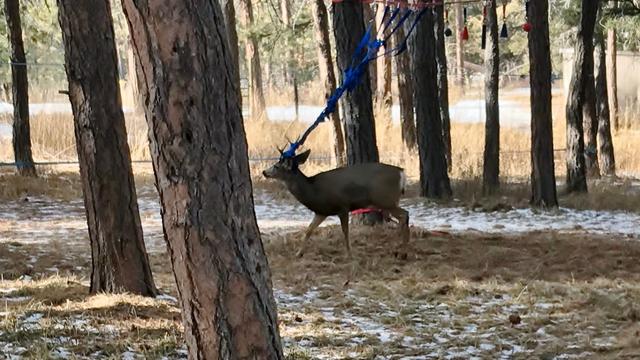 deer-stuck-netting-credit-cpw-ne-region.jpg 