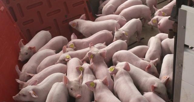 Is lack of oversight at farms accelerating the spread of antibiotic-resistant bacteria?
