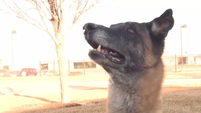 K9-Retires.jpg 